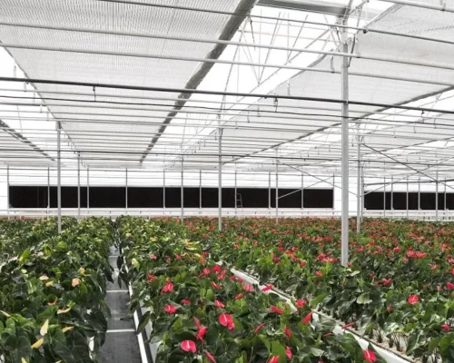 How to Achieve Optimal Efficiency with Greenhouse Cooling Pads